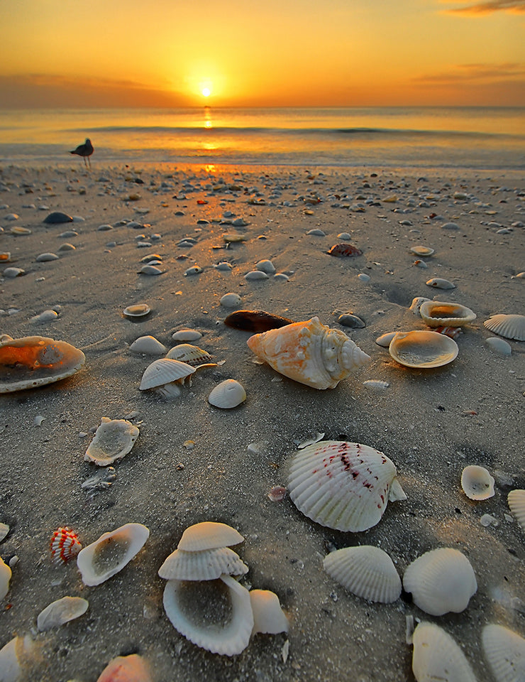 Filled with Memories: Angela Carson’s Shell Bowl